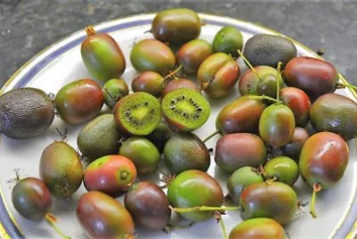 frutas