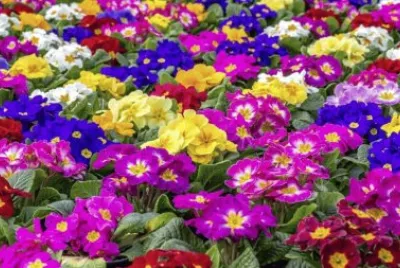 Amazing Colorful Flowers