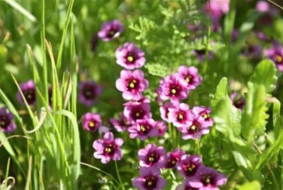 Diascia jigsaw puzzle