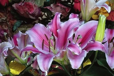 flores