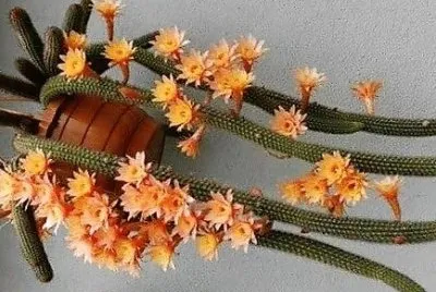 פאזל של flores