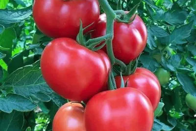 frutos