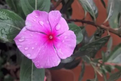 flores