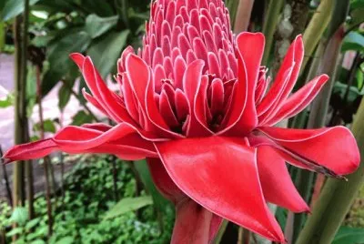 flores