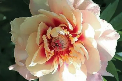 flores