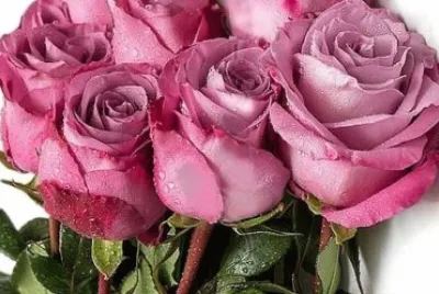 flores