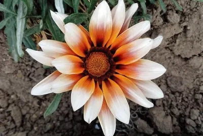 flores