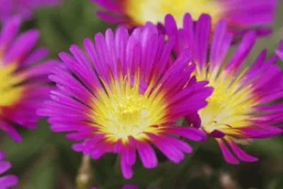 Delosperma