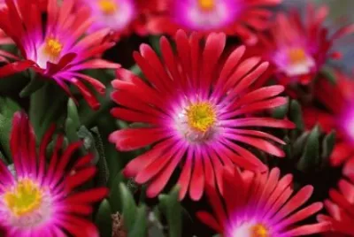 Delosperma