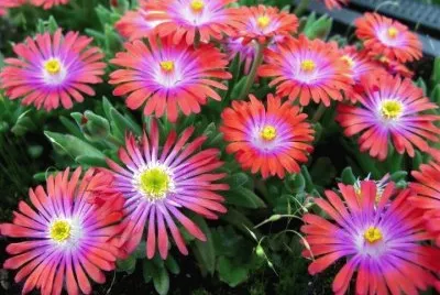 Delosperma