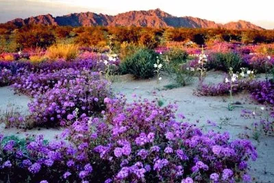 Desert  Mountain Flowers-California jigsaw puzzle