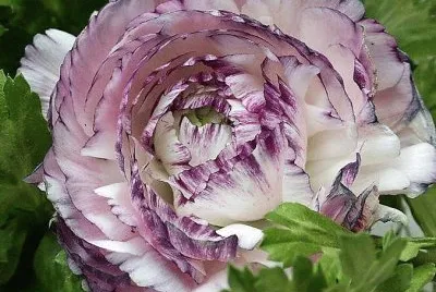 flores