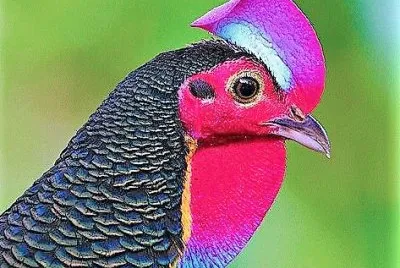 cores