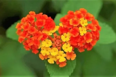 flores