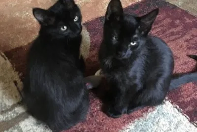 Reggie and Mitch jigsaw puzzle
