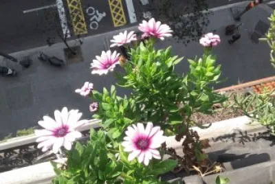 margaritas en el balcÃ³n