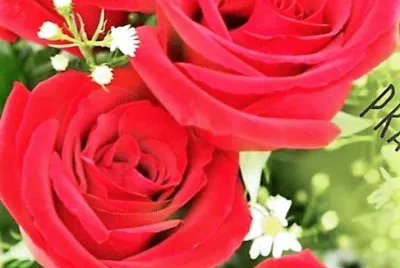 flores