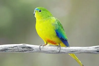 פאזל של natural