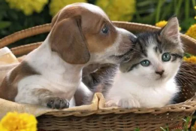 פאזל של cachorros