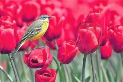 flores