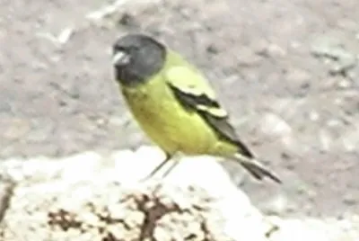 Lucherino abissino