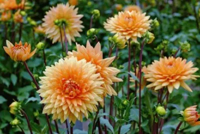 פאזל של Dahlia