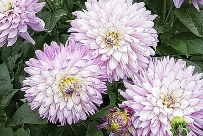 פאזל של Dahlia
