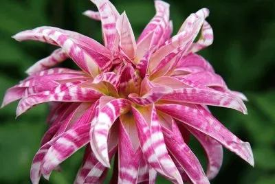 Dahlia