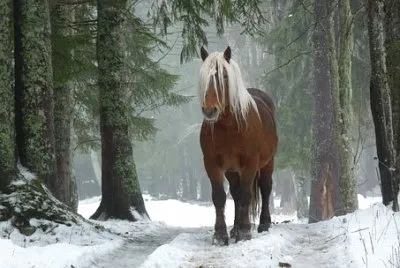 Imagem jigsaw puzzle