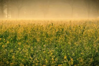 Imagem jigsaw puzzle