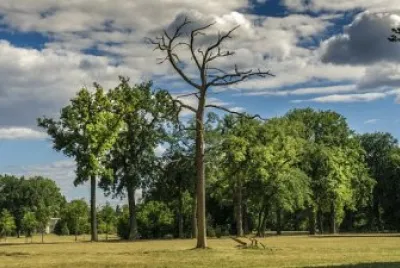 Imagem jigsaw puzzle