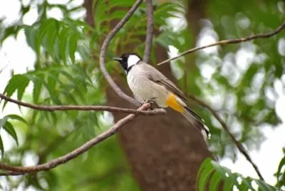 Imagem jigsaw puzzle