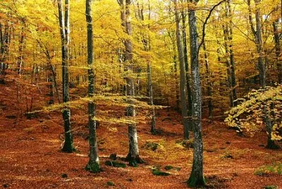 Imagem jigsaw puzzle