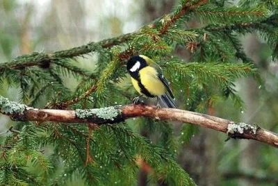 Imagem jigsaw puzzle