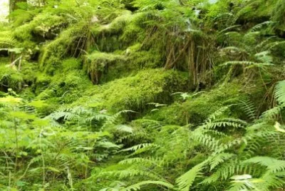 Imagem jigsaw puzzle