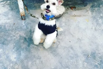 alpinchista