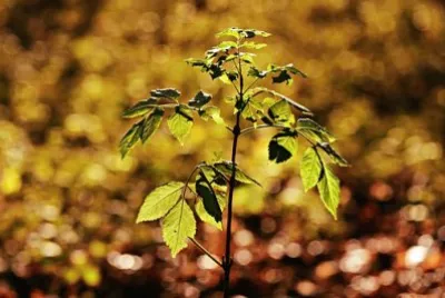 Imagem jigsaw puzzle