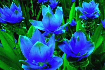 Imagem jigsaw puzzle