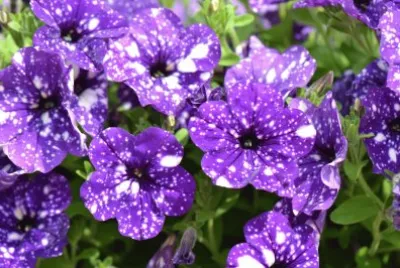 Petunia