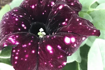 Petunia