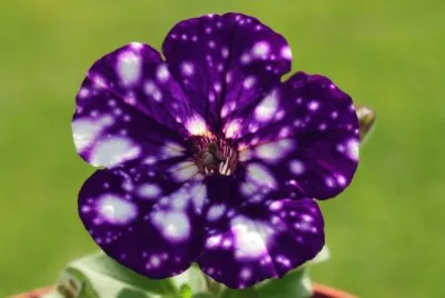Petunia