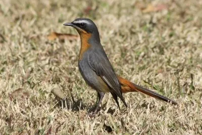Cossifa del capo