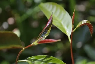 Imagem jigsaw puzzle