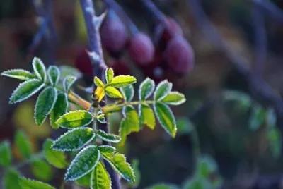 Imagem jigsaw puzzle