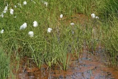 Imagem jigsaw puzzle