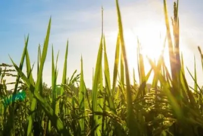 Imagem jigsaw puzzle