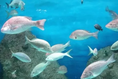 Peces en el Acuario de Veracruz.