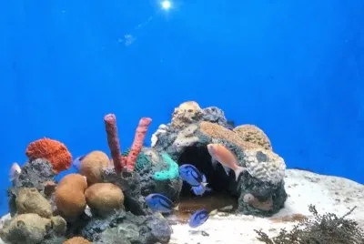 Peces tropicales en el Acuario de Veracruz.