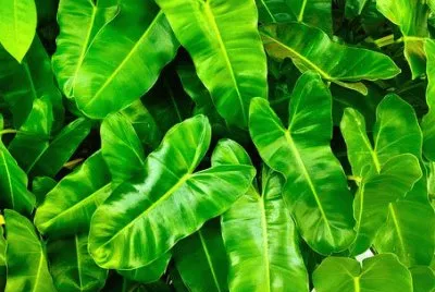 Imagem jigsaw puzzle