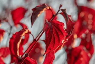 Imagem jigsaw puzzle